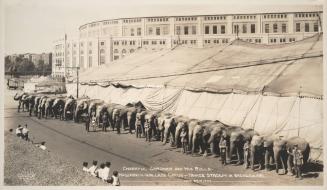 Cheerful Gardner and His Bulls; Hagenbeck-Wallace Circus - Yankee Stadium in Backgroun