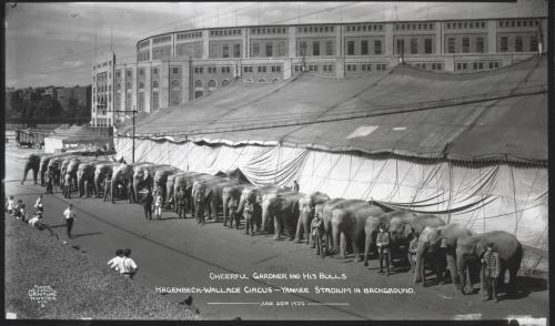 Cheerful Gardner and His Bulls; Hagenbeck-Wallace Circus - Yankee Stadium in Backgroun