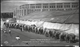 Cheerful Gardner and His Bulls; Hagenbeck-Wallace Circus - Yankee Stadium in Backgroun