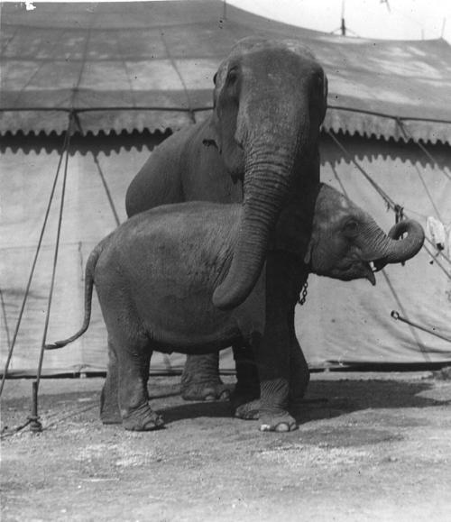 2 elephants stand on lot by tent. Taller 1 stands with head & trunk over shorter elephant's hea…