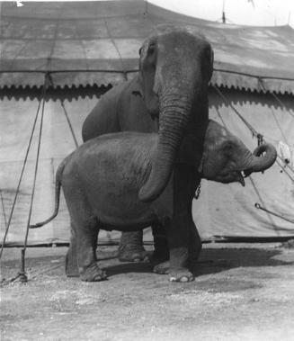 2 elephants stand on lot by tent. Taller 1 stands with head & trunk over shorter elephant's hea…