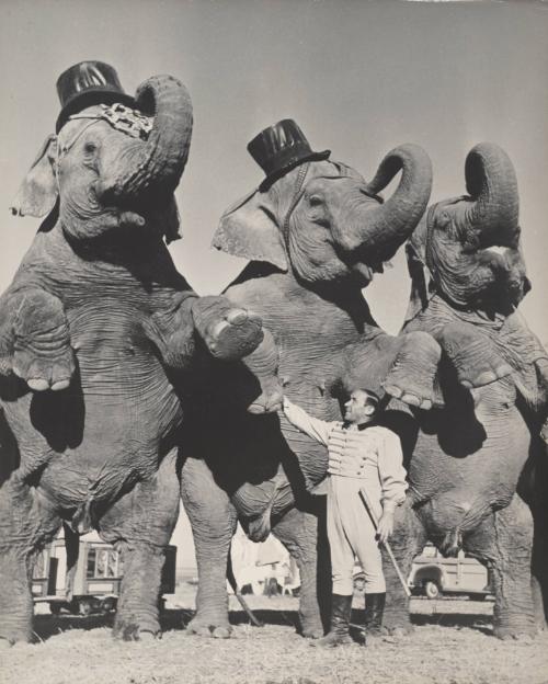 Ringling Bros. Barnum and Bailey Cirucs; Hugo Schmidt