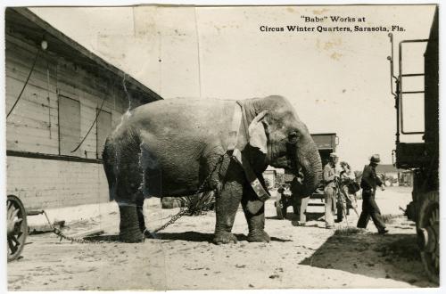 "Babe"  Works at Circus Winter Quarters, Sarasota, Fla.