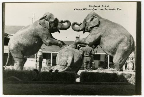 Elephant Act at Circus Winter Quarters, Sarasota, Fla.