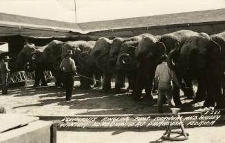 Elephants; Ringling Bros. Barnum and Bailey Winter Headquarters Sarasota, Florida