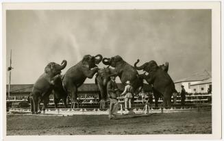 Elephants in Ring in Formation