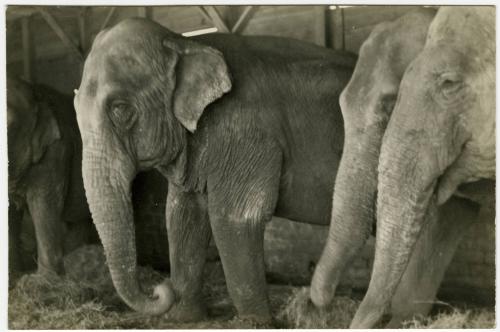 Four elephants