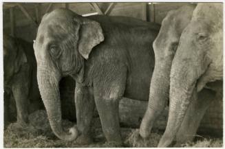 Four elephants