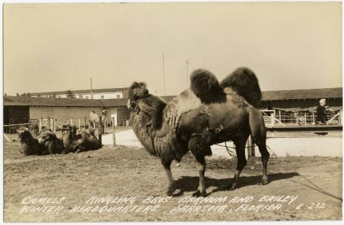 Camels; Ringling Bros' Barnum and Bailey Winter HeadQuarters Sarasota, Florida
