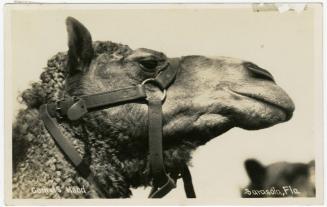 Camel's Head; Sarasota, Fla