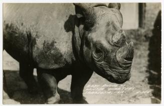 Baby Rhino at Winter Quarters Sarasota, Fla.