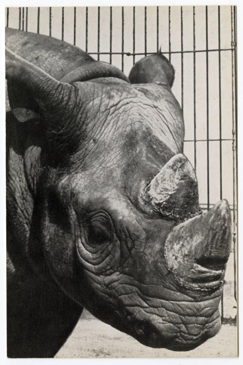Hooked Lip Black Rhinoceros; Ringling Bros and Barnum & Bailey Circus