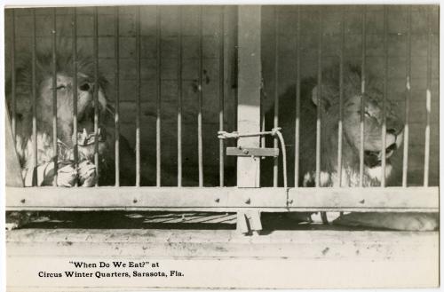 "When Do We Eat?" at Circus Winter Quarters, Sarasota, Fla.