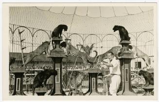 Big Cats; Ringling Winter Quarters