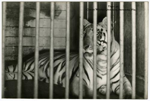 Tiger at Circus Winter Quarters Sarasota, Fla