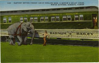 Elephant setting freight car at Ringling Bors. & Barnum & Bailey Circus, Winter Quarters, Sarasota, Florida