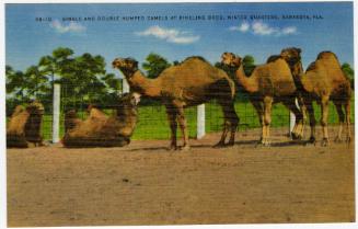 Single and Double Humped Camels at Ringling Bros.  Winter Quarters, Sarasota, Fla.