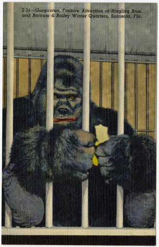Gargantua, Feature Attraction at Ringling Bros. and Barnum & Bailey  Winter Quarters, Sarasota, Fla.