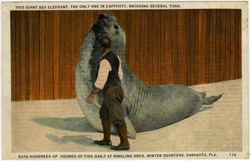 Giant Sea Elephant; Ringling Bros. Winter Quarters, Sarasota, Fla.