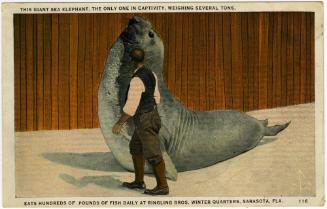Giant Sea Elephant; Ringling Bros. Winter Quarters, Sarasota, Fla.