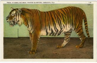 Tiger at Ringling Bros. Winter Quarters, Sarasota, Fla.