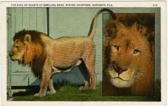 King of Beasts at Ringling Bros. Winter Quarters, Sarasota, Fla.