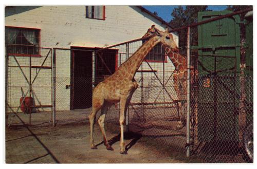 Giraffes, Winter Quarters