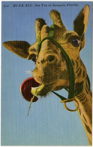 HI-YA ALL: See You in Sarasota, Florida