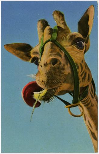 HI-YA ALL: See You in Sarasota, Florida