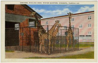 Giraffes, Ringling Bros. Winter Quarters, Sarasota, Florida