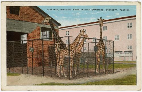 Giraffes, Ringling Bros. Winter Quarters, Sarasota, Florida