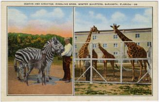 Zebras and Giraffes, Ringling Bros. Winter Quarters, Sarasota, Florida