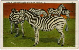 Zebras at Ringling Bros. Winter Quarters, Sarasota, Fla.