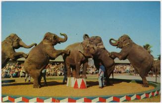 Five Elephants Performing, Winter Quarters