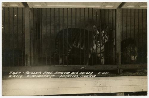 Tiger; Ringling Bros.and Barnum & Bailey  Winter Headquarters Sarasota, Florida
