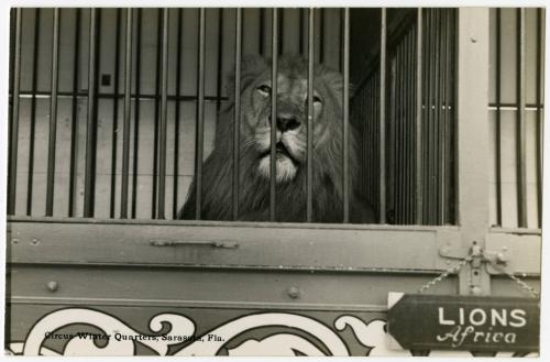 Lions, Africa; Circus Winter Quarters, Sarasota, Fla