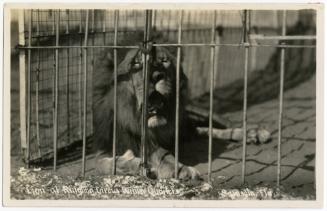 Lion at Ringling Circus Winter Quarters Sarasota, Fla.