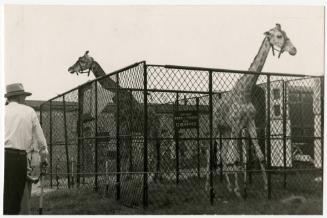 Giraffes; Ringling Bros. and Barnum & Bailey Winter Quarters, Sarasota, FL