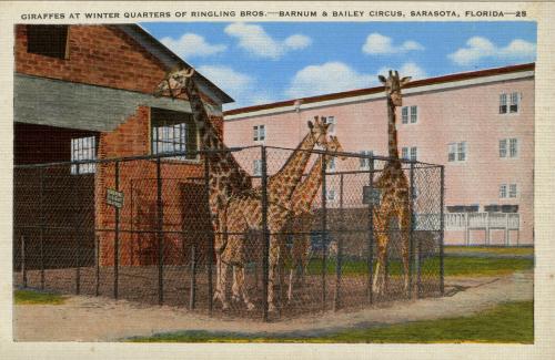 Giraffes at Ringling Bros. Winter Quarters, Sarasota, Fla.