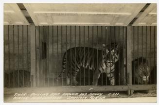 Tiger; Ringling Bros. and Barnum & Bailey Winter Quarters, Sarasota, Florida