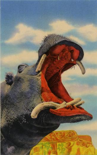 Lotus the Hippo