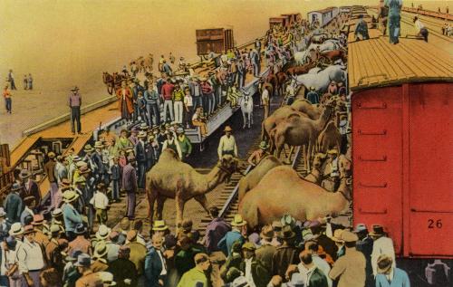 Unloading at Winter Quarters