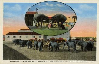 Elephants at Ringling Bros.-Barnum & Bailey Winter Quarters, Sarasota, Florida