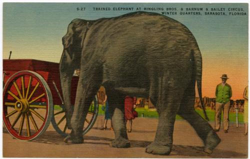 Trained Elephant at Ringling Bros. and Barnum & Bailey Circus, Winter Quarters, Sarasota, Florida