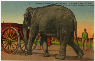 Trained Elephant at Ringling Bros. and Barnum & Bailey Circus, Winter Quarters, Sarasota, Florida