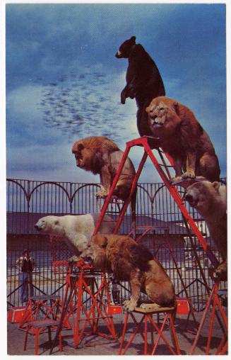 Lions and Bears at the winter home of "The Greatest Show on Earth," Sarasota, Florida.