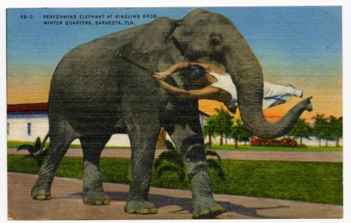 Performing Elephant at Ringling Bros. Winter Quarters, Sarasota, FLA.
