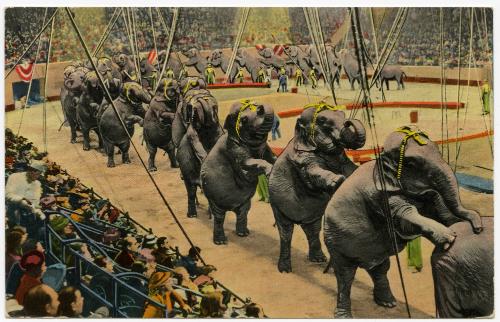 Elephants performing "Long Mount"