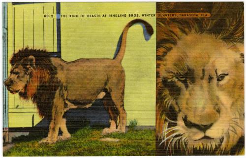 The King of Beasts at Ringling Bros. Winter Quarters, Sarasota, Fla.
