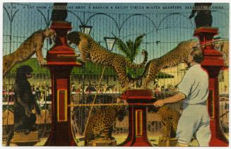A Cat Show at Ringling Bros. and Barnum & Bailey Circus Winter Quarters, Sarasota, Florida